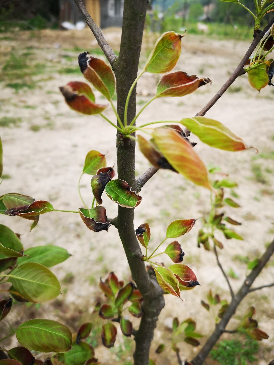 您好咨询一下专家去年春节前移种的梨树出现树叶边缘黑焦黑现象是什么