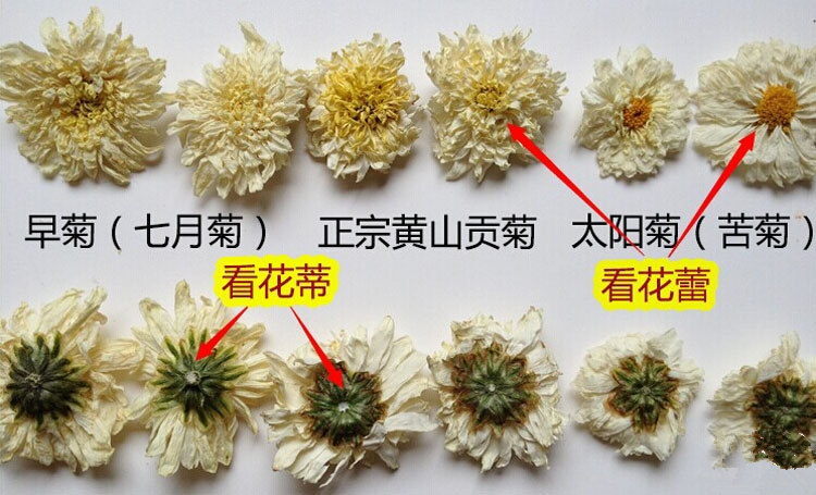 菊花茶  七月菊 白菊花 精选特级七月菊 大量批发 散装无硫