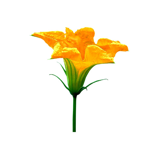  南瓜花