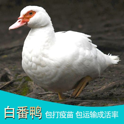 南宁 白番鸭苗