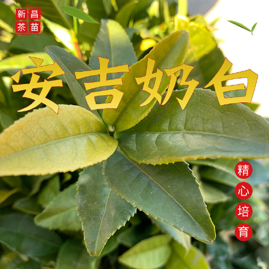 新昌县奶白茶树苗 安吉奶白茶苗基地直销南方种植 新品种白茶苗