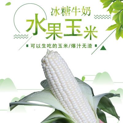 福建新鮮牛奶玉米爆漿水果玉米 生吃甜玉米產(chǎn)地大量批發(fā)