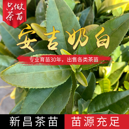 新昌县白茶树苗 安吉奶白茶茶苗基地直销南方种植新品种白茶苗