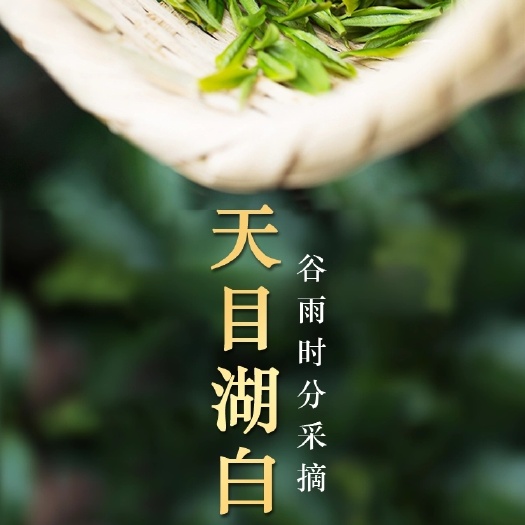 南京 2020新茶 溧阳白茶雨前一级浓香型礼盒装送礼500g