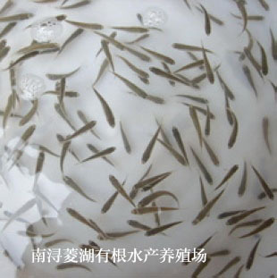 湖州 加州鲈鱼苗 苗  水产养殖基地现货直供鱼苗
