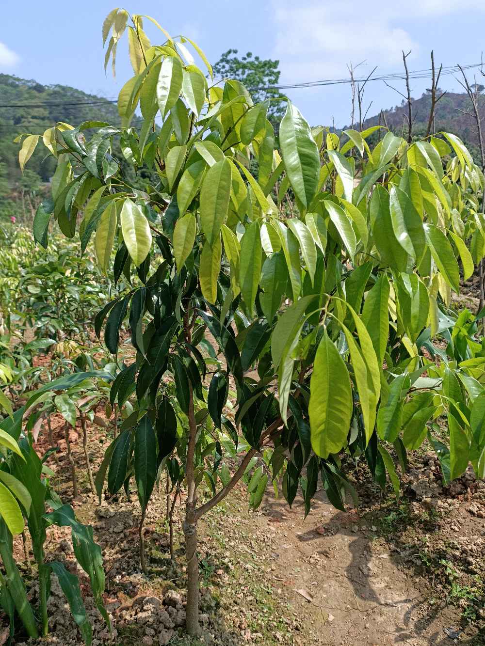 [夏威夷果树苗批发]夏威夷果树苗 坚果树苗 营养杯苗 嫁接苗2年苗3年