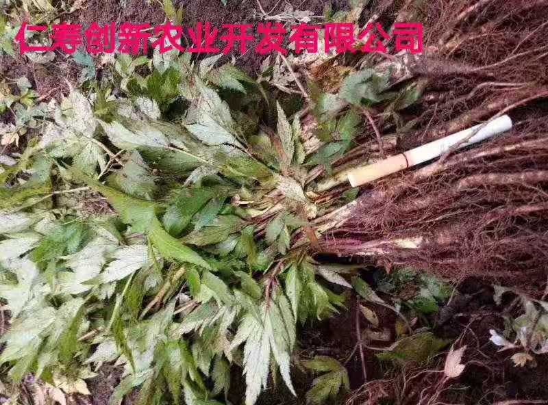 供应川当归种苗，日本当归种苗，种植简单