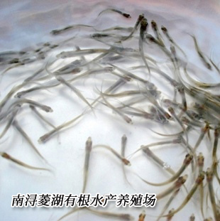湖州 翘嘴白鱼苗 苗上市 水产养殖基地现货直供