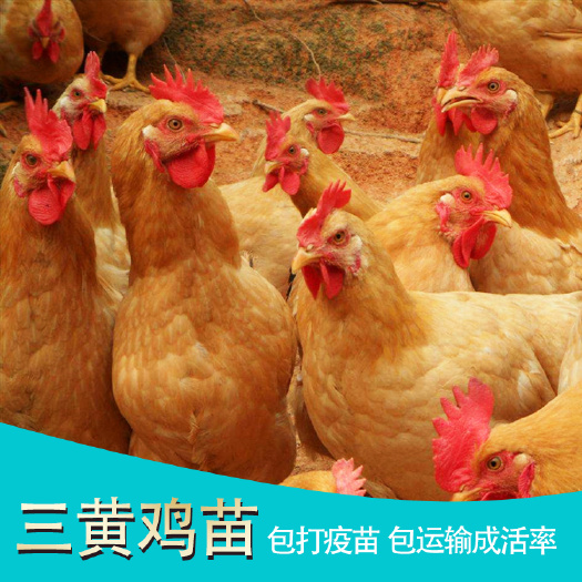 南宁 三黄鸡苗