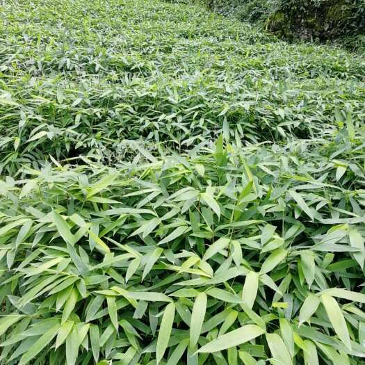 筠连县方竹苗 方竹营养杯苗，一年苗，二年苗