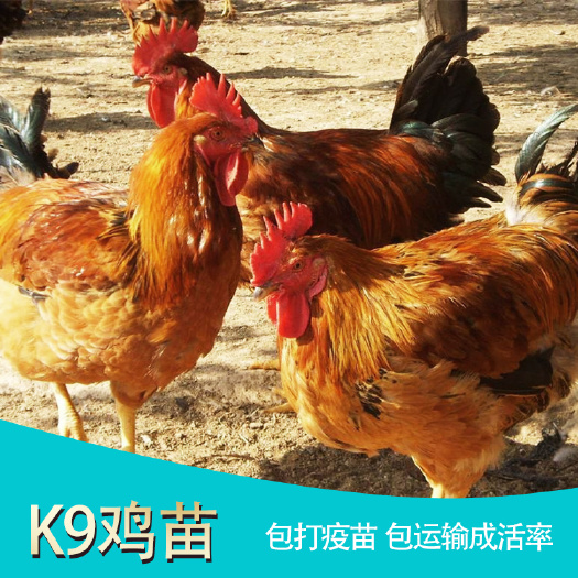 南宁 K9鸡苗