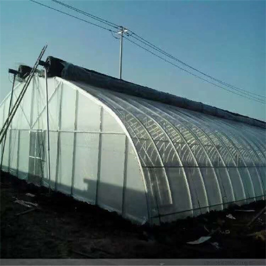 南皮县单体棚 养殖大棚种植大棚花卉大棚钢管菌菇棚伟宸温室