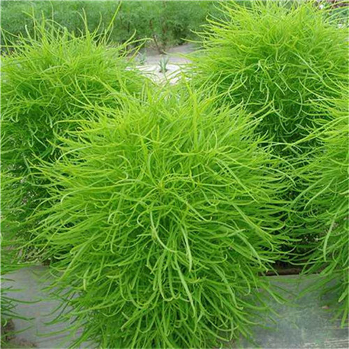济南扫帚菜种子反复采摘 扫帚苗 铁扫帚野菠菜地肤子地