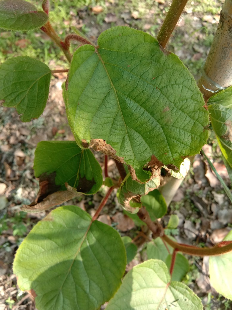猕猴桃树的叶子图片图片