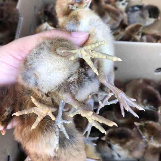 南宁 青脚麻鸡苗 快大青脚麻鸡苗厂家直销价格优惠60天可出栏的麻鸡