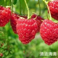  树莓新鲜现摘红树莓孕妇水果刺泡儿非人工种植草莓掌叶覆盆子树莓