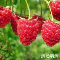 杭州 树莓新鲜现摘红树莓水果刺泡儿非人工种植草莓掌叶覆盆子树莓