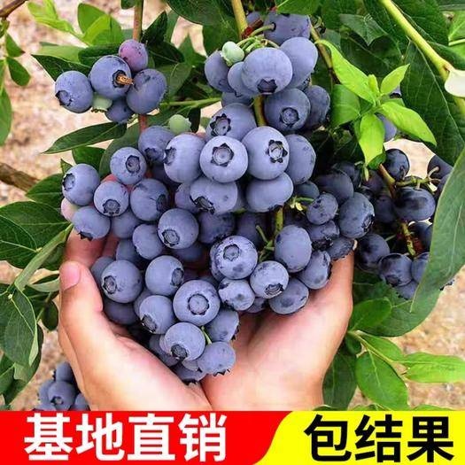 平邑县 公爵蓝莓苗南方北方种植庭院盆栽地栽蓝莓树苗包成活