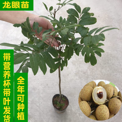 普宁市 果苗龙眼树苗嫁接苗 石硖四季储良龙眼苗盆栽地栽龙眼树苗桂圆苗