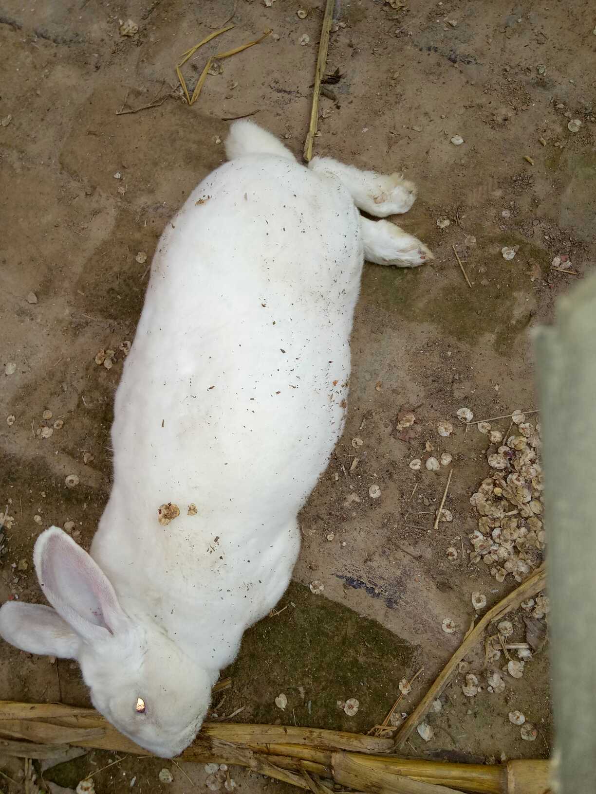 兔子怀孕多久生图片