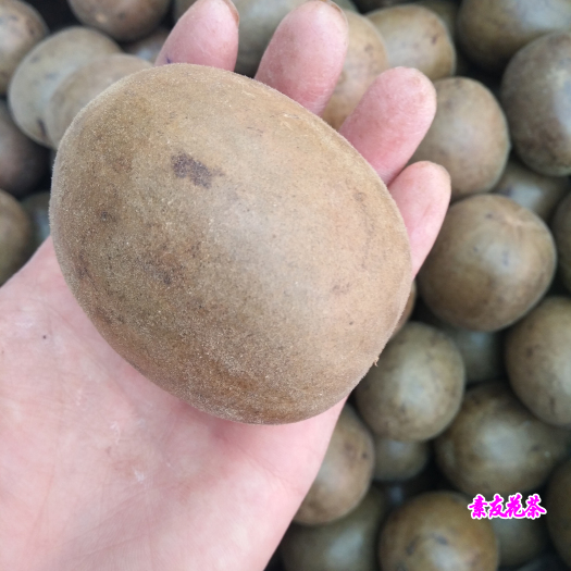 亳州罗汉果干果 含塑料壳 大量批发 规格齐全 品质好货