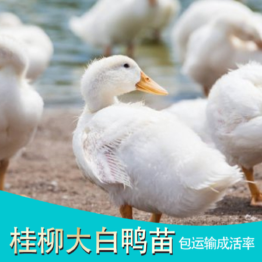 南宁 桂柳大白鸭苗