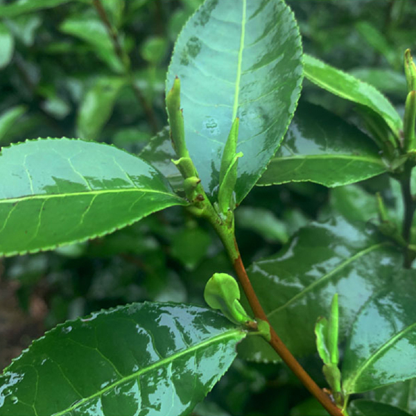 乌牛早茶苗 早茶茶苗南方种植绿茶龙井基地直销