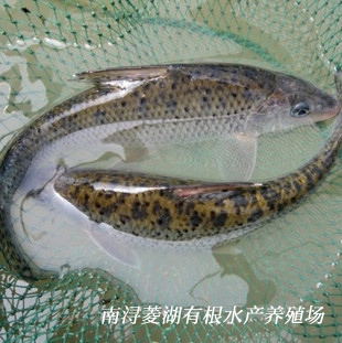 湖州花骨鱼花鼓鱼 鸡冠郎 路亚钓场 鲜活水产养殖基地