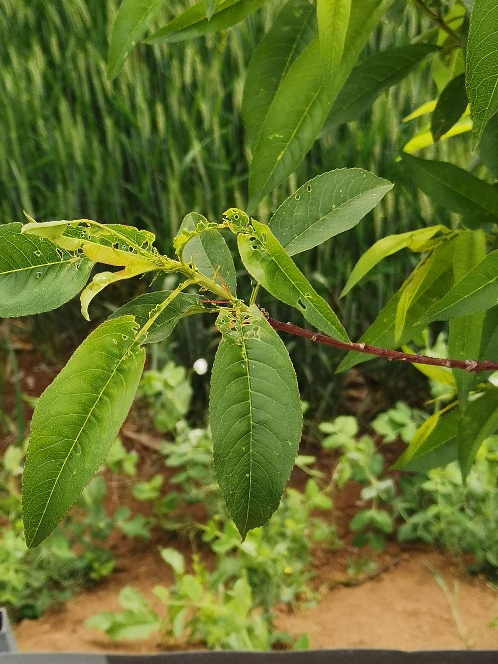 老師這是桃樹生病嗎用什麼藥治現在上面掛果了