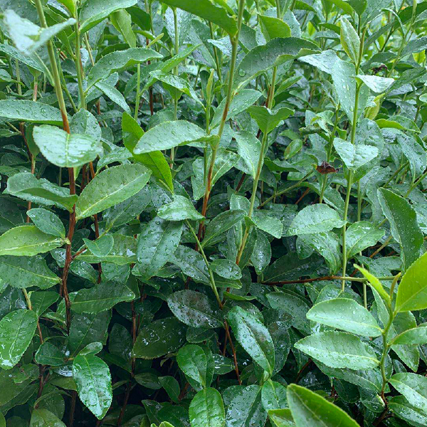 乌牛早茶苗 早茶茶苗南方种植绿茶龙井基地直销