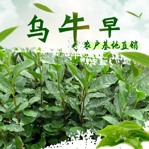 乌牛早茶苗 早茶茶苗南方种植绿茶龙井基地直销