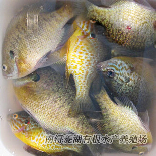 湖州 太阳鱼  商品鱼 路亚钓场 水产养殖基地现货供应