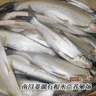 湖州翘嘴红鲌 白鱼 翘嘴白鱼  商品鱼 鲜活水产养殖基地现货供应