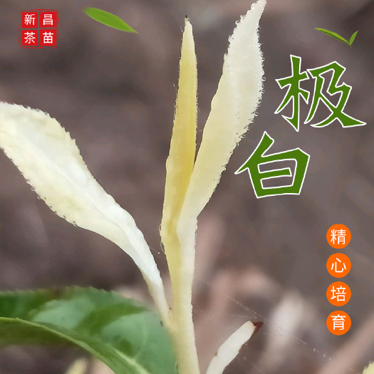 新昌县奶白茶树苗 水晶白茶奶白茶苗 极白茶苗建德奶白基地直销