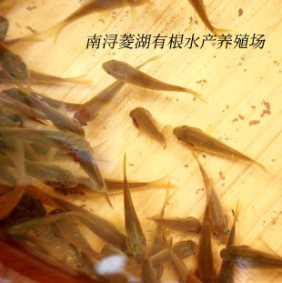 湖州 草鱼苗 四大家鱼苗 水花 片子 水产养殖基地直供 5月上市