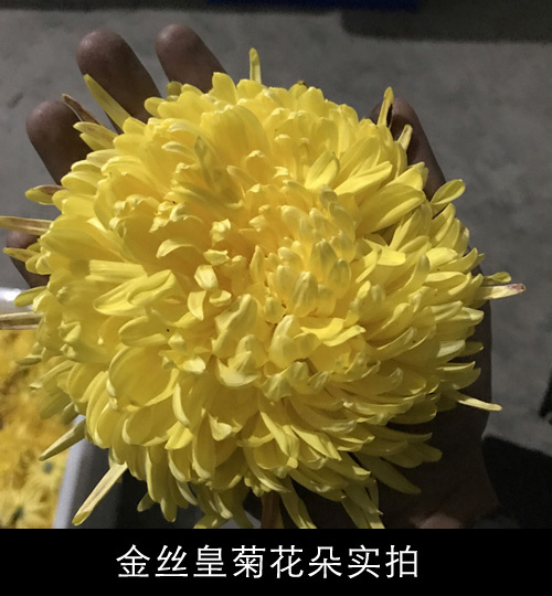 歙县 金丝皇菊苗大朵菊花苗婺源皇菊种苗黄山贡菊苗7月菊苗扦插苗