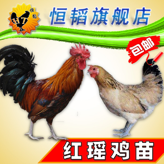 南宁 红瑶鸡苗青脚土鸡苗活体小鸡苗批发山土鸡种苗养殖