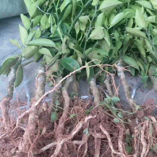 仁寿县枳壳苗  厚皮枳壳种苗出售，中药材种植基地规划