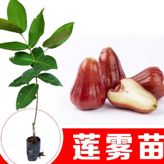 灵山县大红种莲雾苗 莲雾嫁接苗带土球发货