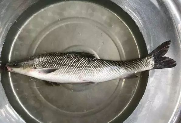 湖州淡水银鳕鱼 淡水 银鳕鱼 鲜活水产养殖基地现货直供欢迎询价