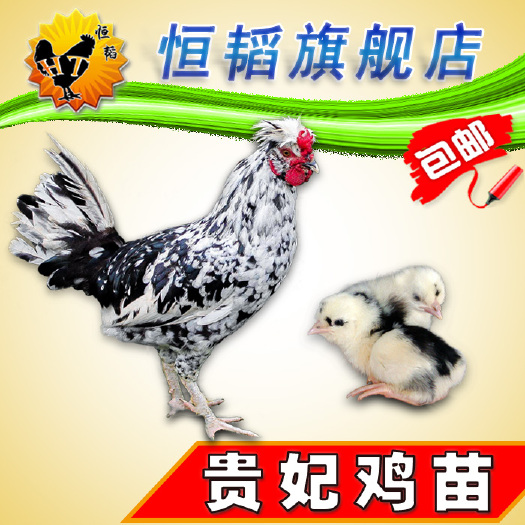 南宁 贵妃鸡苗批活体小鸡苗发种苗山土鸡养殖狮头鹅苗火鸡番鸭苗