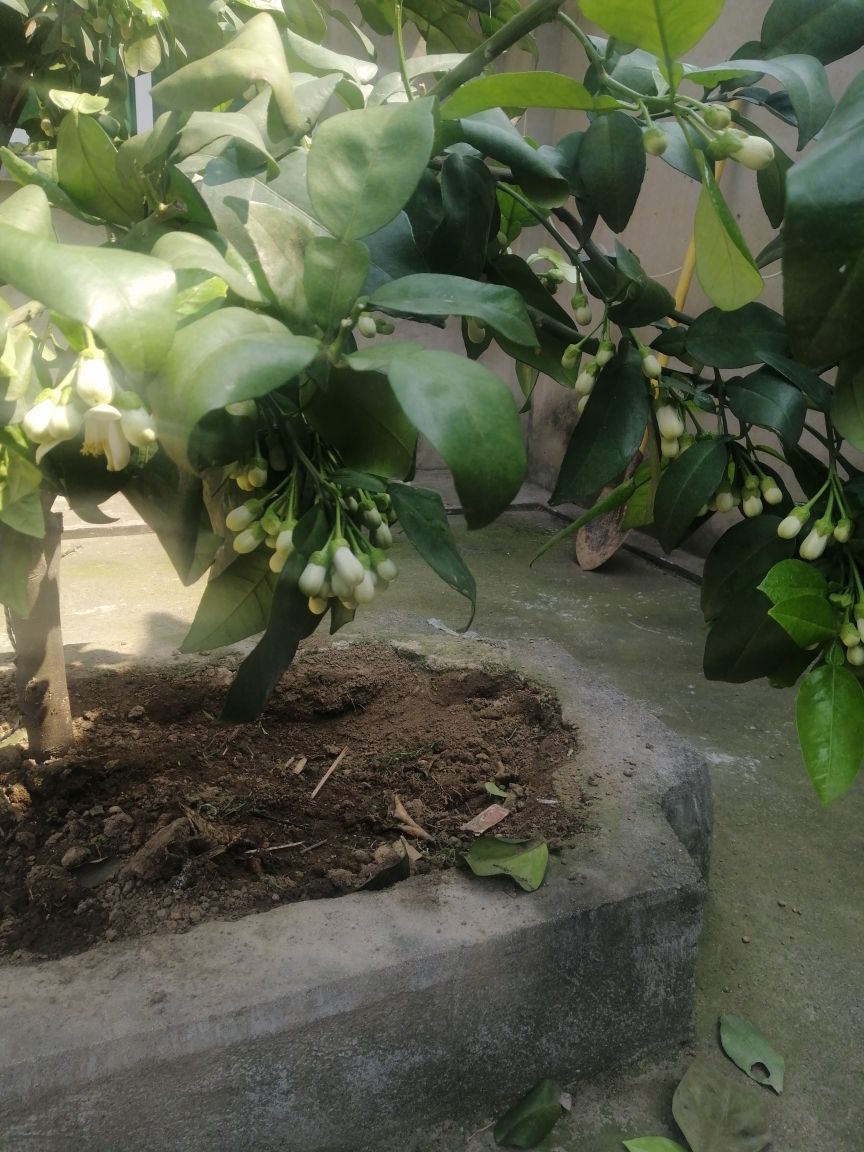 盆栽柚子树的养殖方法(盆栽柚子树的养殖方法和管理)