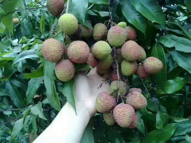 博罗县 大量供应妃子笑、桂味荔枝