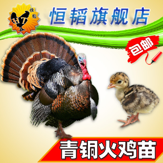 南宁 青铜火鸡苗小火鸡活体种苗养殖批.发山土鸡白鸭苗纯种狮头鹅苗