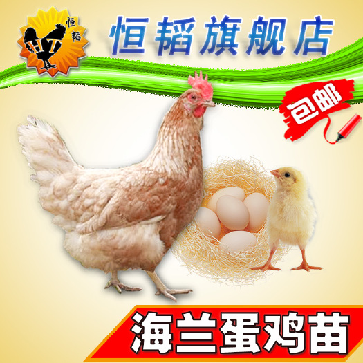 南宁 海兰蛋鸡苗多蛋鸡苗活体小鸡苗批发山土鸡种苗养殖