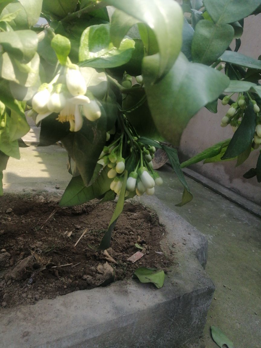 盆栽柚子树的养殖方法(盆栽柚子树的养殖方法和管理)