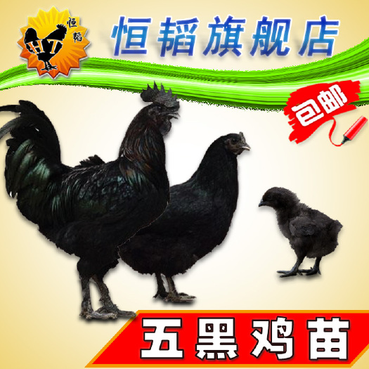 南宁 五黑鸡苗乌骨鸡活体小鸡苗批.发山土鸡种苗养殖火鸡鸭鹅苗