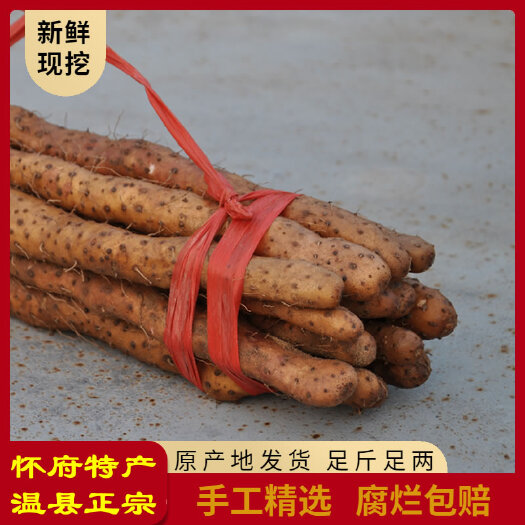 温县 河南焦作温县特产垆土铁棍山药新鲜铁棍山药怀山药 产地直发