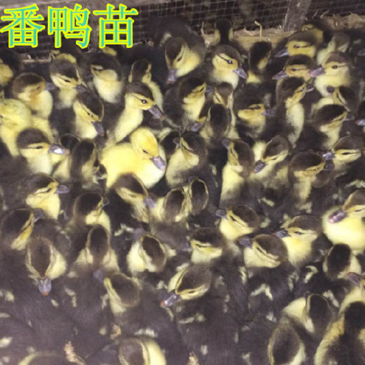 南宁 黑番鸭苗，厂家直销，品种优良