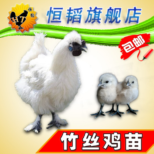 南宁 竹丝鸡苗绒毛鸡松毛鸡纵冠鸡白乌鸡乌骨鸡批活体小鸡苗发种苗养殖